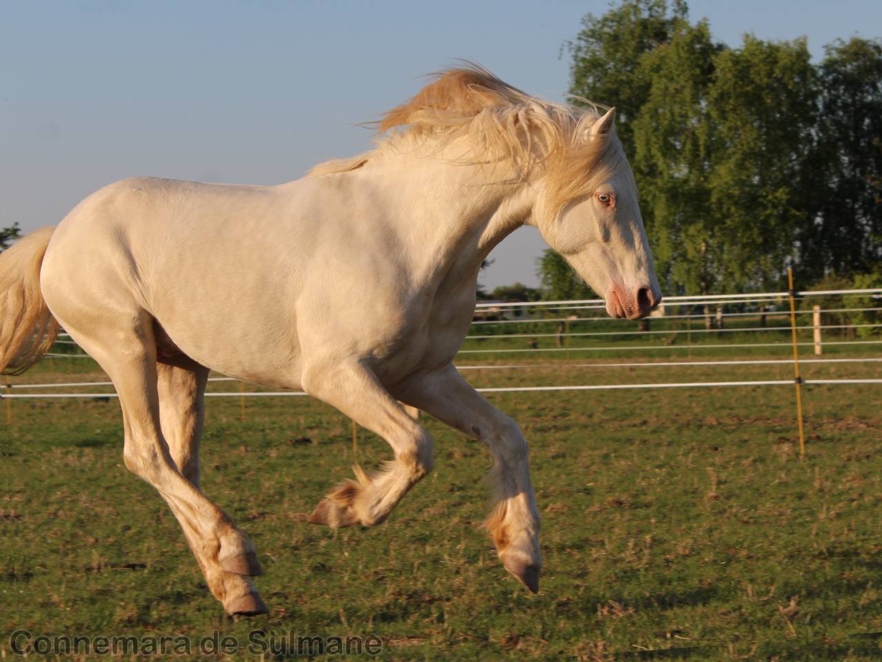 Veulen (vr) Connemara Te koop 2026 Isabel ,  J'excelle d'Emia