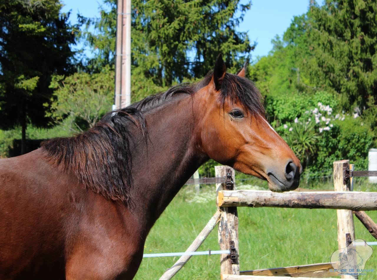 Veulen (vr) Connemara Te koop 2026 Isabel ,  J'excelle d'Emia