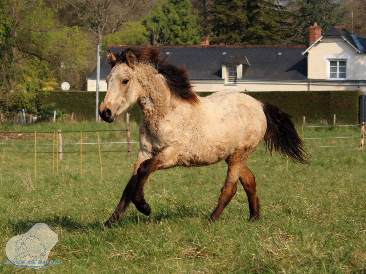 Veulen (vr) Connemara Te koop 2026 Isabel ,  J'excelle d'Emia