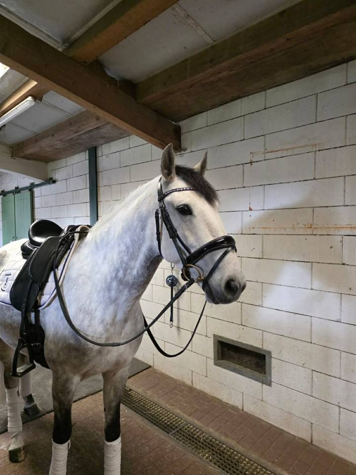 Ruin Lusitano Te koop 2018 Schimmel