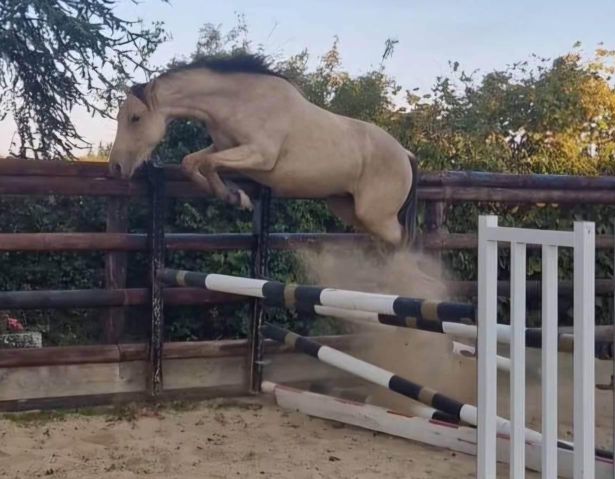 Ruin Franse rijpony PFS Te koop 2023 Isabel ,  Hesselteich American Pie