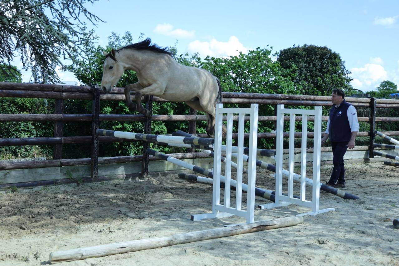 Ruin Franse rijpony PFS Te koop 2023 Isabel ,  Hesselteich American Pie