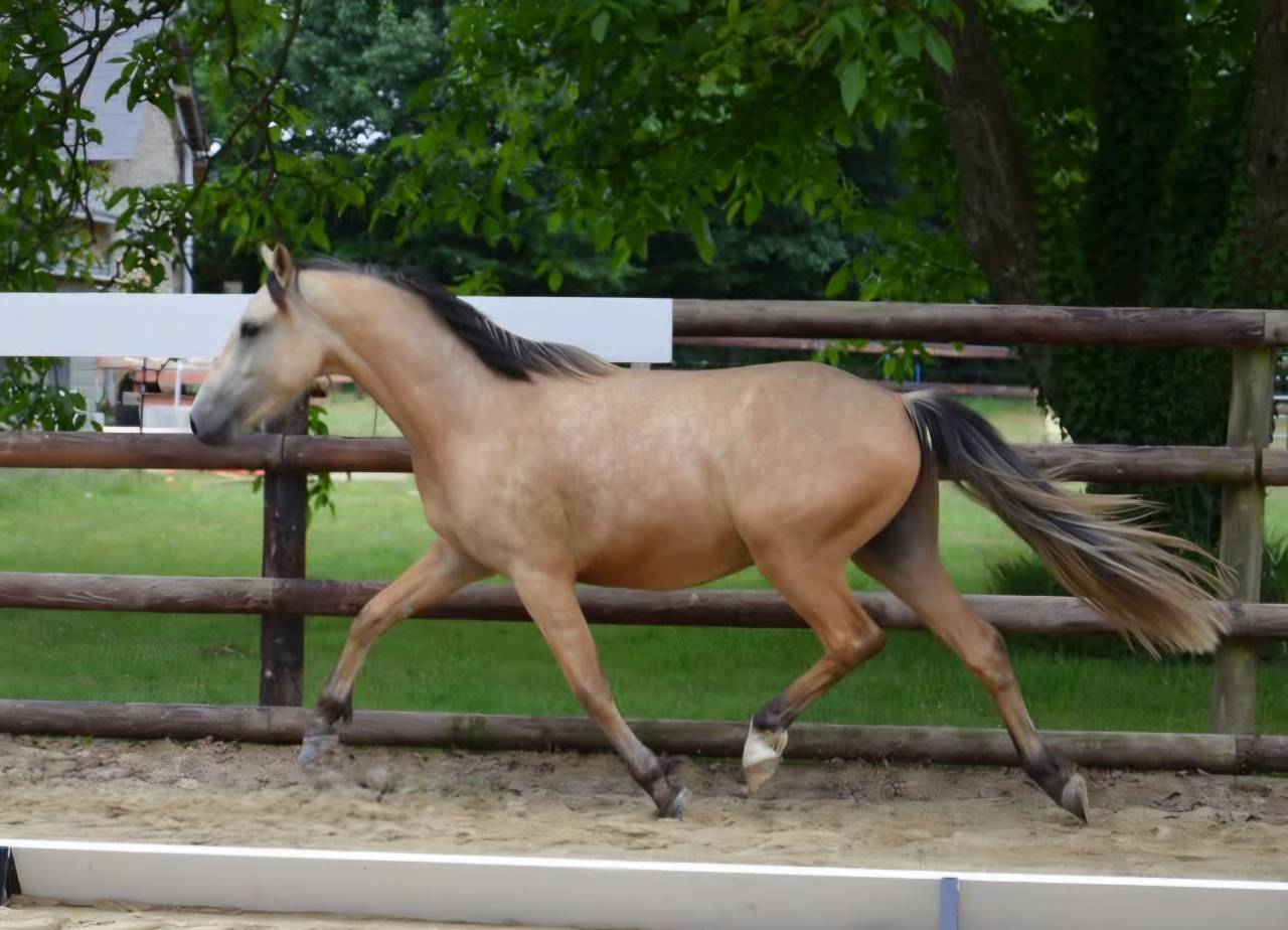 Ruin Franse rijpony PFS Te koop 2023 Isabel ,  Hesselteich American Pie