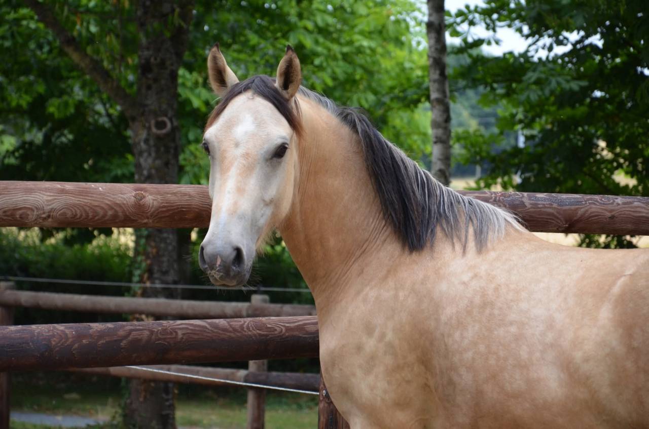 Ruin Franse rijpony PFS Te koop 2023 Isabel ,  Hesselteich American Pie