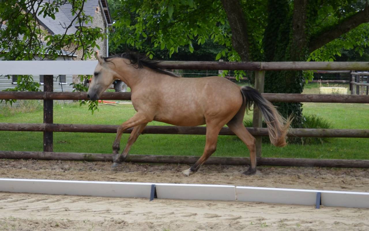 Ruin Franse rijpony PFS Te koop 2023 Isabel ,  Hesselteich American Pie