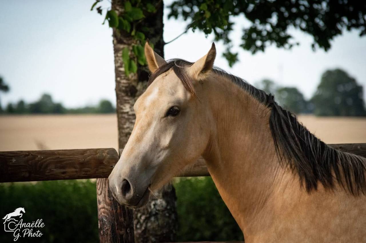 Ruin Franse rijpony PFS Te koop 2023 Isabel ,  Hesselteich American Pie