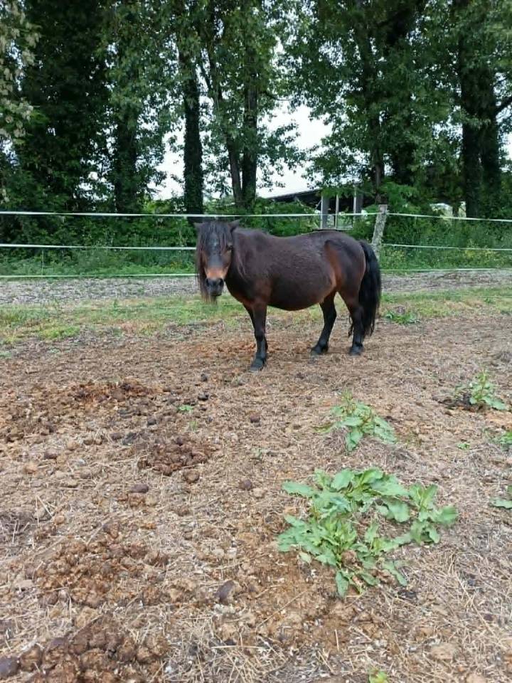 Merrie Ras onbekend Te koop 2007 Bruin / Bai