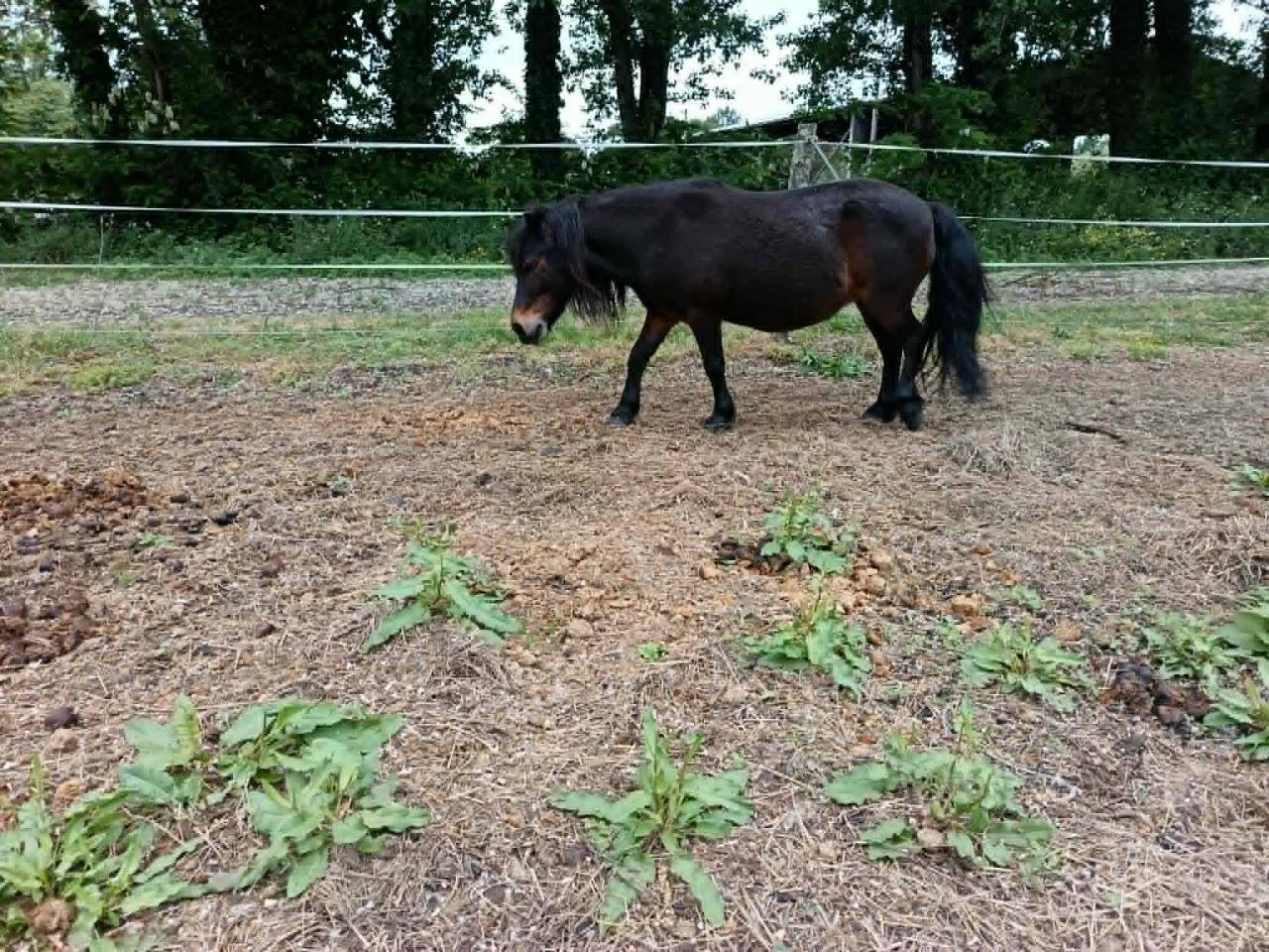 Merrie Ras onbekend Te koop 2007 Bruin / Bai