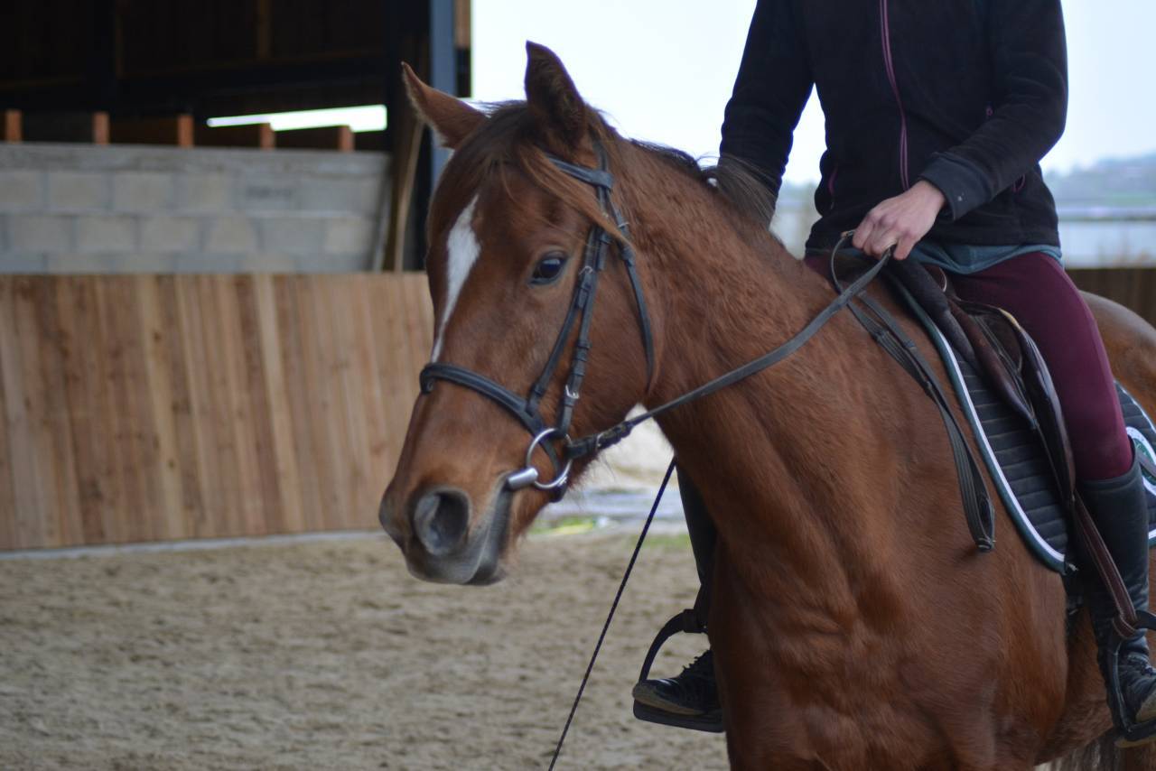 Merrie Engels volbloed Te koop 2021 Vos