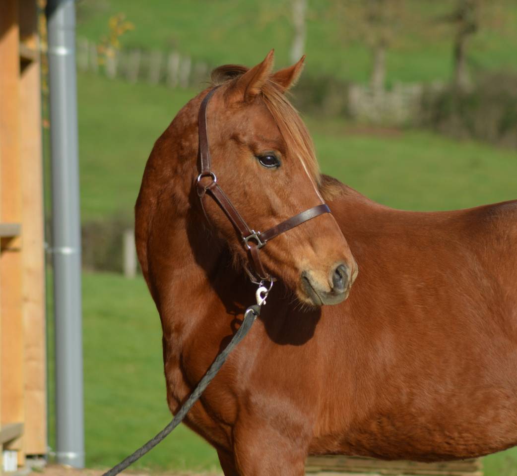 Merrie Engels volbloed Te koop 2021 Vos