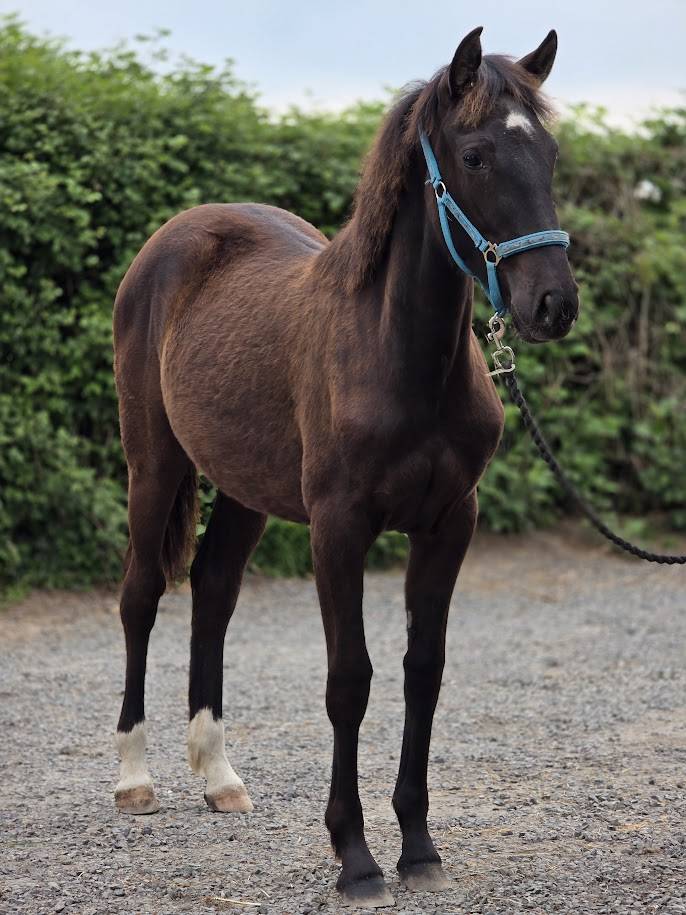 Veulen (vr) Bekend ras Te koop 2025 Bruin / Bai