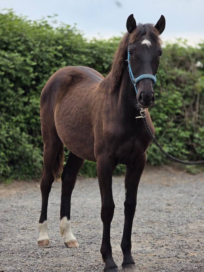 Veulen (vr) Bekend ras Te koop 2025 Bruin / Bai
