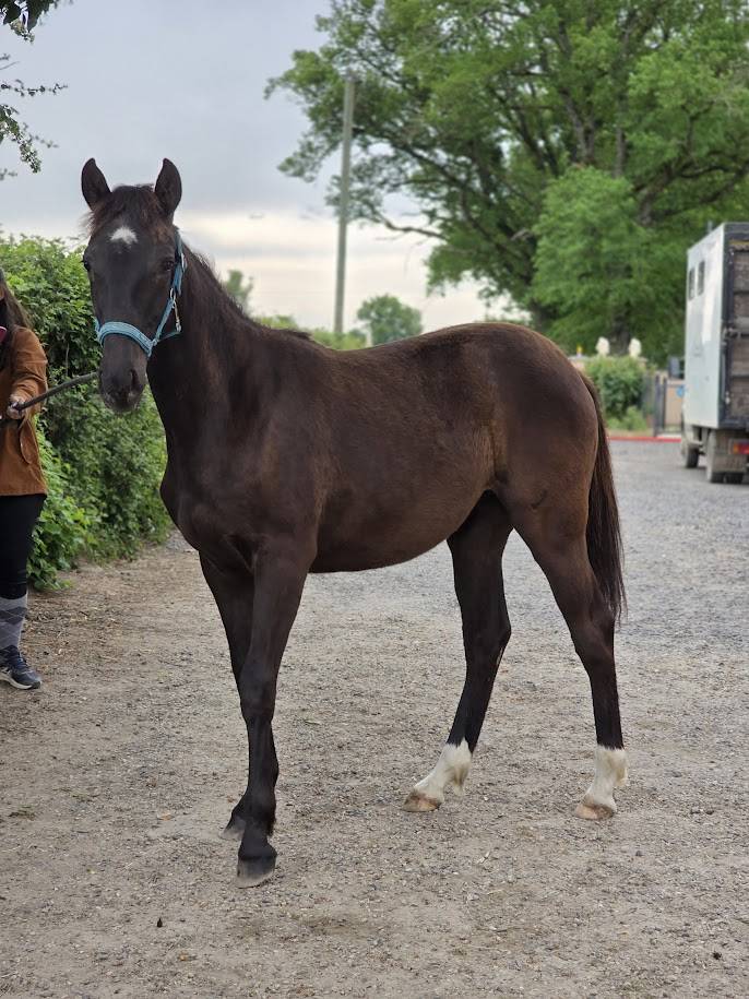 Veulen (vr) Bekend ras Te koop 2025 Bruin / Bai
