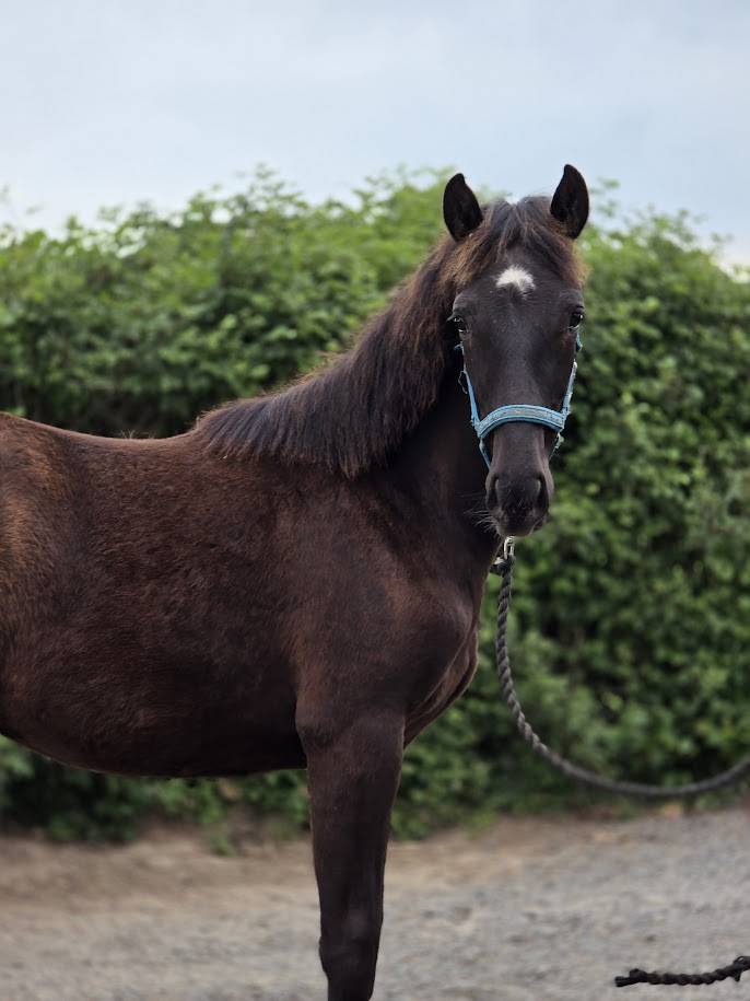Veulen (vr) Bekend ras Te koop 2025 Bruin / Bai
