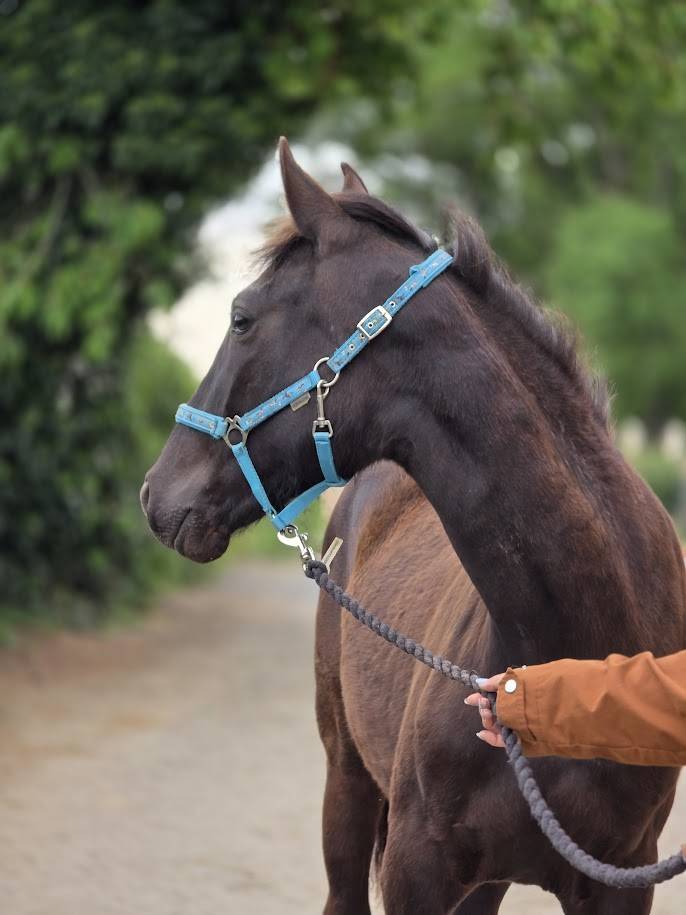 Veulen (vr) Bekend ras Te koop 2025 Bruin / Bai