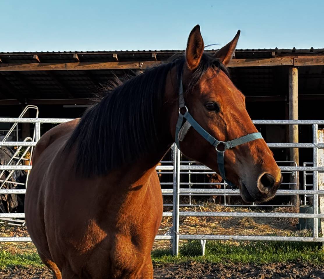 Draagmerrie Selle Fran&ccedil;ais Te koop 2018 Donker bruin / bai ,  URANO DE CARTIGNY