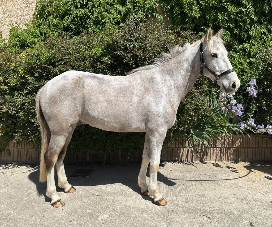 Ruin Franse rijpony PFS Te koop 2020 Bont