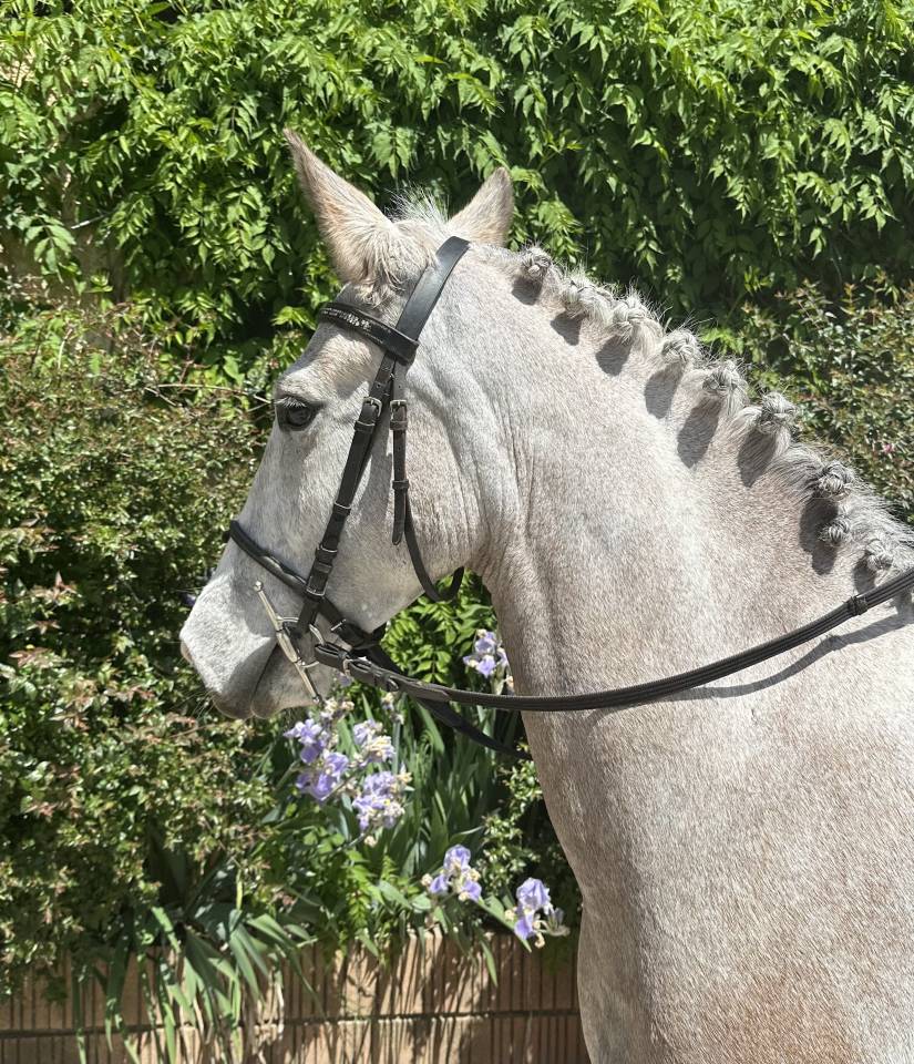 Ruin Franse rijpony PFS Te koop 2020 Bont