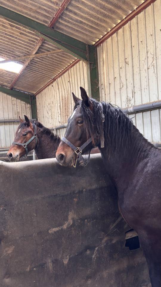 Ruin Welsh Pony (Section D), Welsh Cob  Te koop 2024 Bruin / Bai