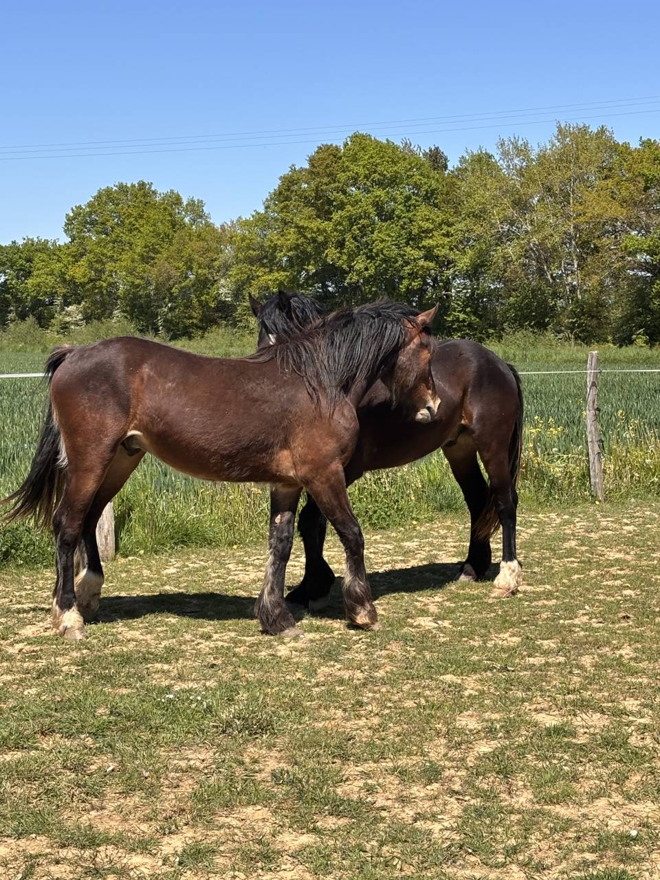 Ruin Welsh Pony (Section D), Welsh Cob  Te koop 2024 Bruin / Bai