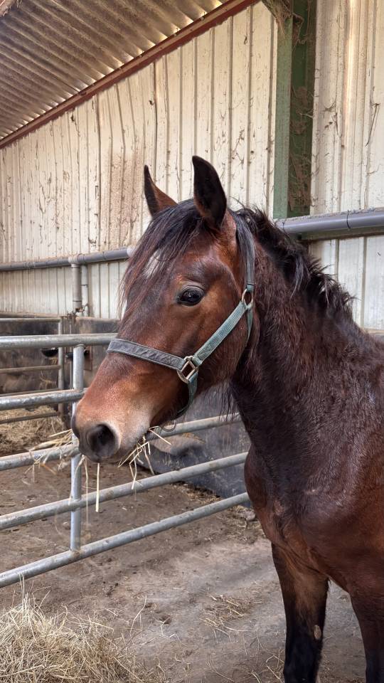 Ruin Welsh Pony (Section D), Welsh Cob  Te koop 2024 Bruin / Bai