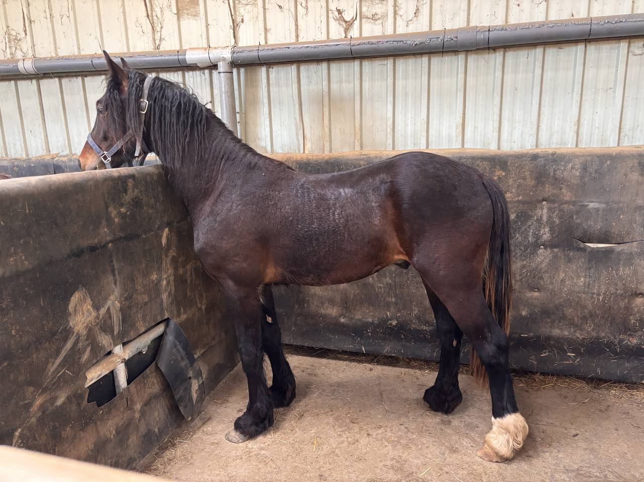 Ruin Welsh Pony (Section D), Welsh Cob  Te koop 2024 Bruin / Bai