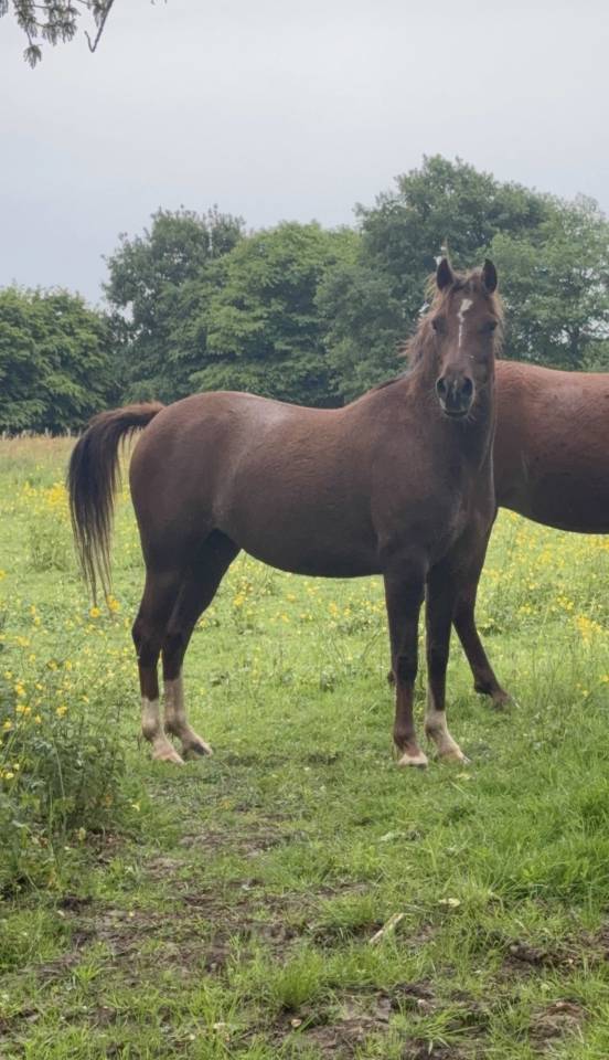 Merrie Franse rijpony PFS Te koop 2022 Koffie vos