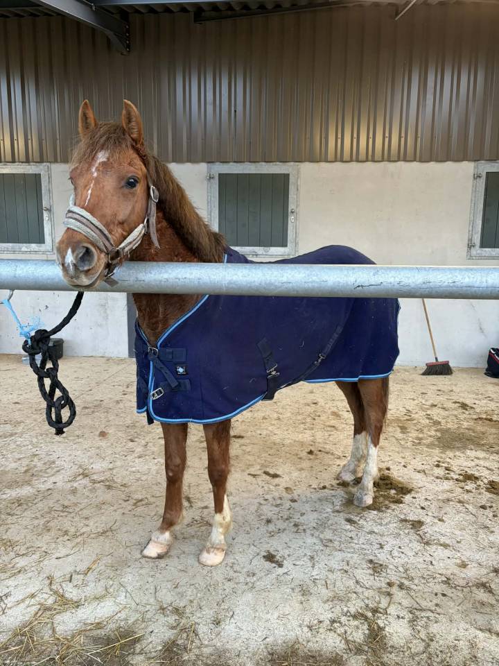 Merrie Franse rijpony PFS Te koop 2022 Koffie vos