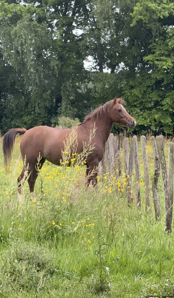 Merrie Franse rijpony PFS Te koop 2022 Koffie vos