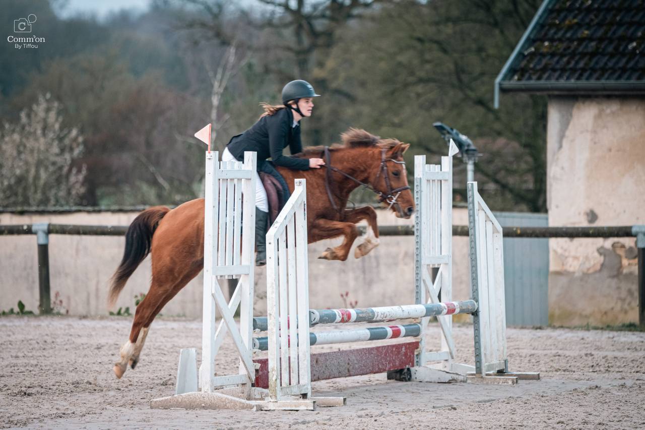 Merrie Franse rijpony PFS Te koop 2022 Koffie vos