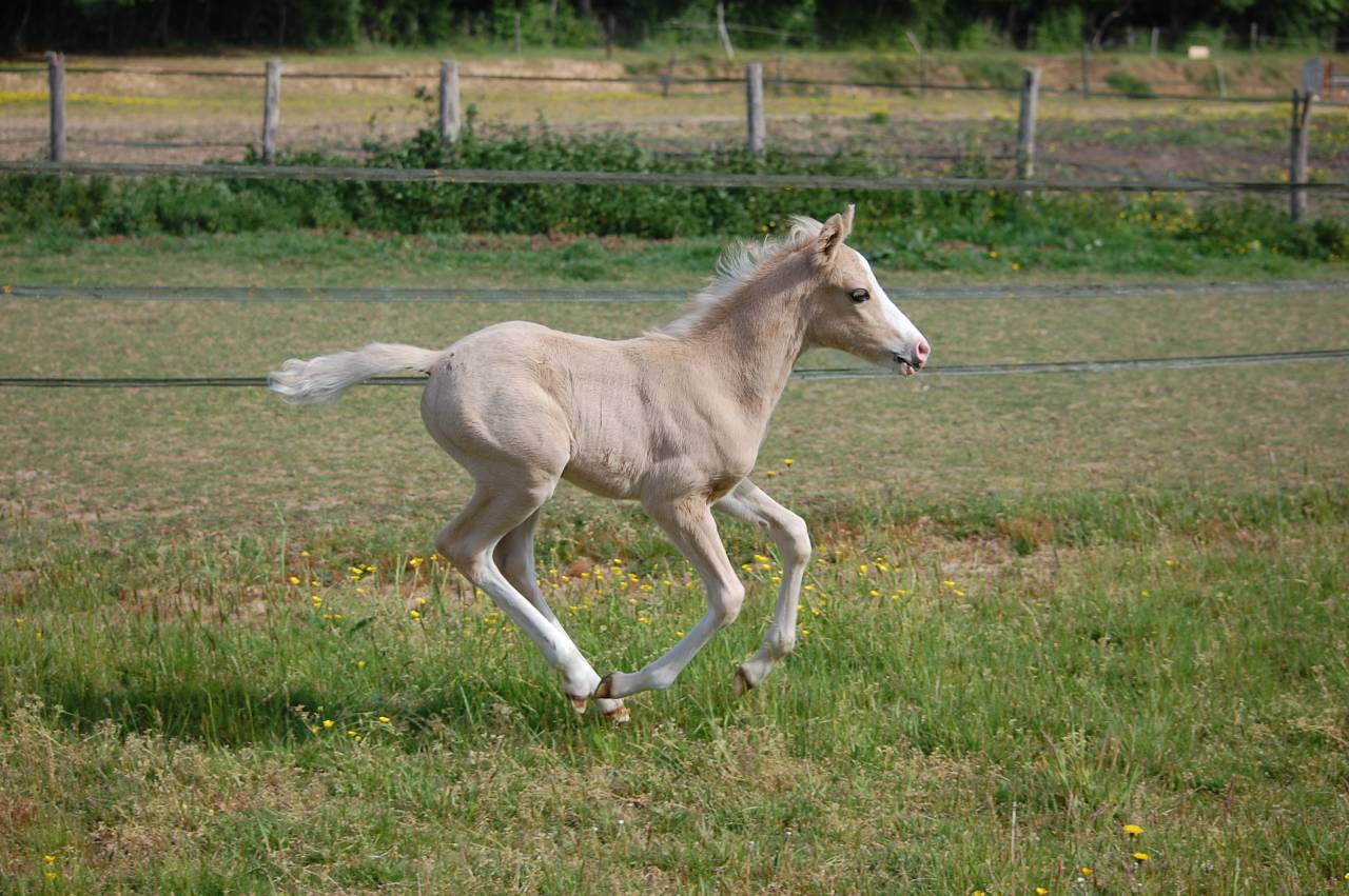 Veulen (ml) Franse rijpony PFS Te koop 2026 Palomino ,  Beukenoords balans