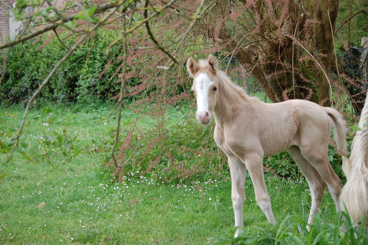 Veulen (ml) Franse rijpony PFS Te koop 2026 Palomino ,  Beukenoords balans