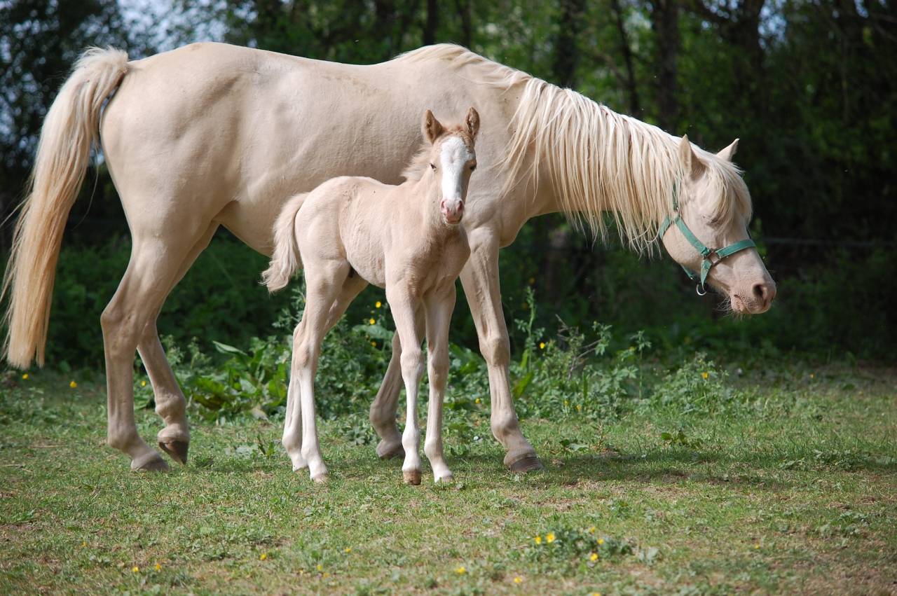 Veulen (ml) Franse rijpony PFS Te koop 2026 Palomino ,  Beukenoords balans