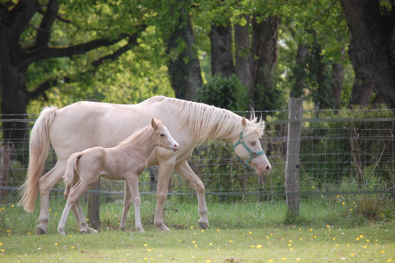 Veulen (ml) Franse rijpony PFS Te koop 2026 Palomino ,  Beukenoords balans