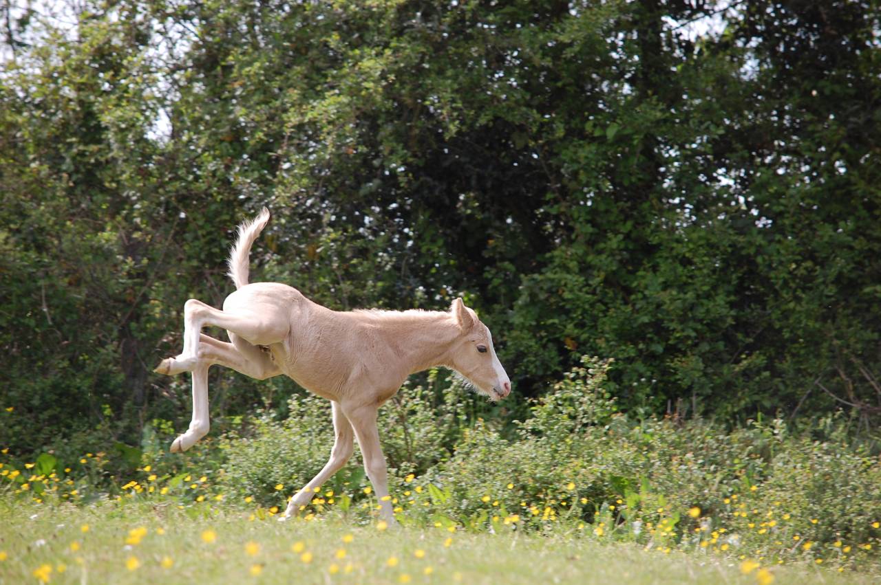 Veulen (ml) Franse rijpony PFS Te koop 2026 Palomino ,  Beukenoords balans