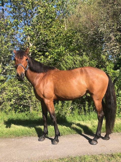 Merrie Lusitano Te koop 2014 Donker bruin / bai ,  vibrato