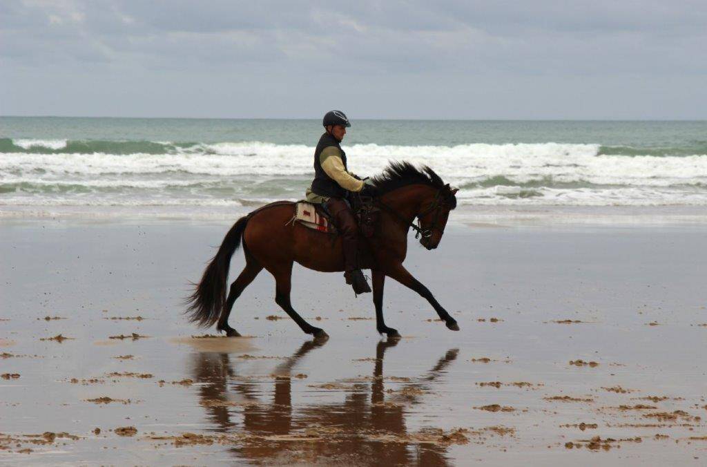 Merrie Lusitano Te koop 2014 Donker bruin / bai ,  vibrato