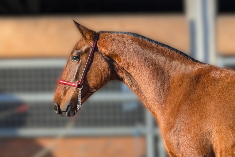 Merrie PRE Puur Ras Spaans Te koop 2024 Donker bruin / bai ,  RECLAMO VI 