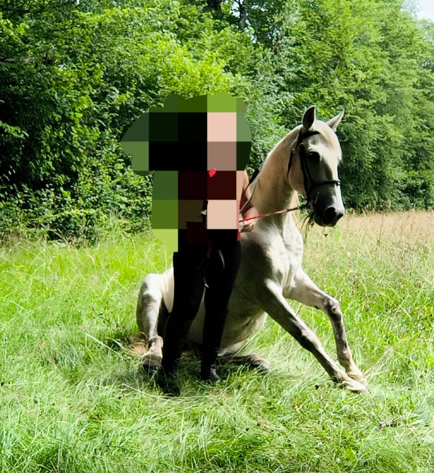 Ruin Bekend ras Te koop 2016 Schimmel ,  FITI ESP