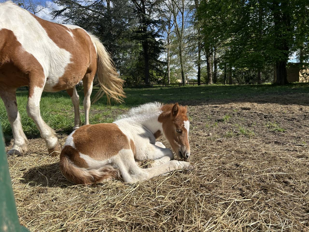 Veulen (vr) Franse rijpony PFS Te koop 2025 Bont ,  EUROGEN FANTOMAS