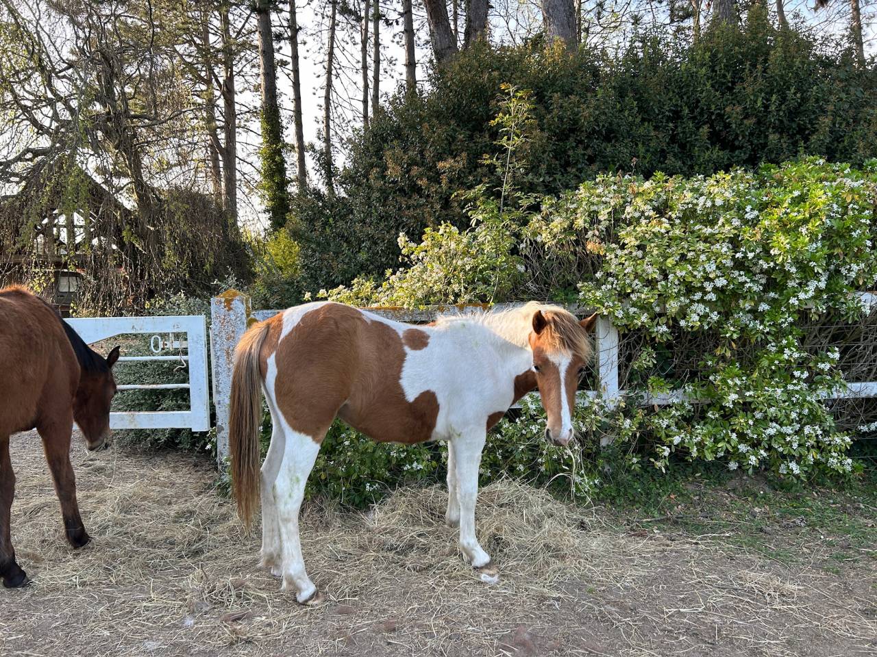 Veulen (vr) Franse rijpony PFS Te koop 2025 Bont ,  EUROGEN FANTOMAS