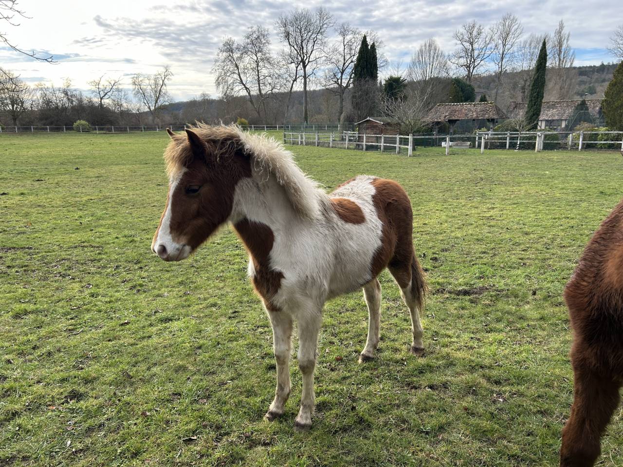 Veulen (vr) Franse rijpony PFS Te koop 2025 Bont ,  EUROGEN FANTOMAS