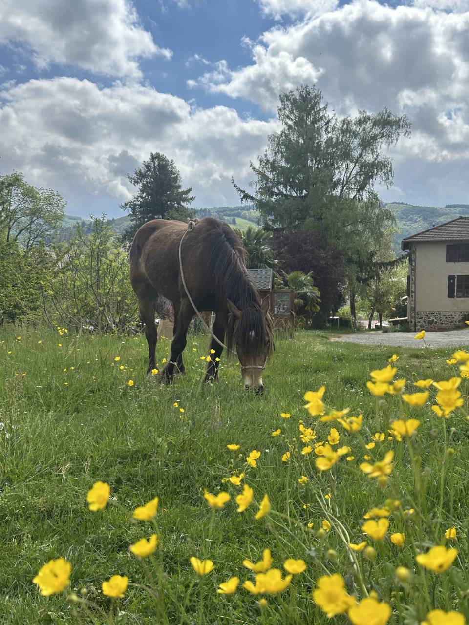 Ruin Welsh Pony (Section D), Welsh Cob  Te koop 2023 Isabel ,  Ubiwan des colines