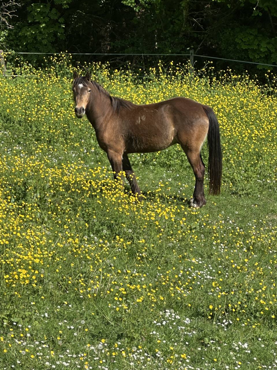 Ruin Welsh Pony (Section D), Welsh Cob  Te koop 2023 Isabel ,  Ubiwan des colines
