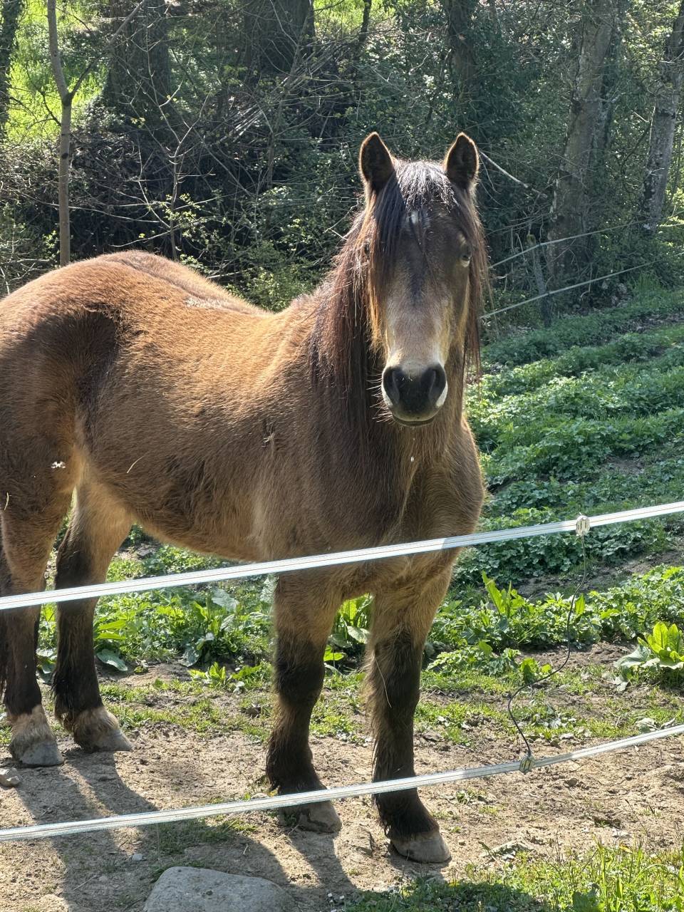 Ruin Welsh Pony (Section D), Welsh Cob  Te koop 2023 Isabel ,  Ubiwan des colines