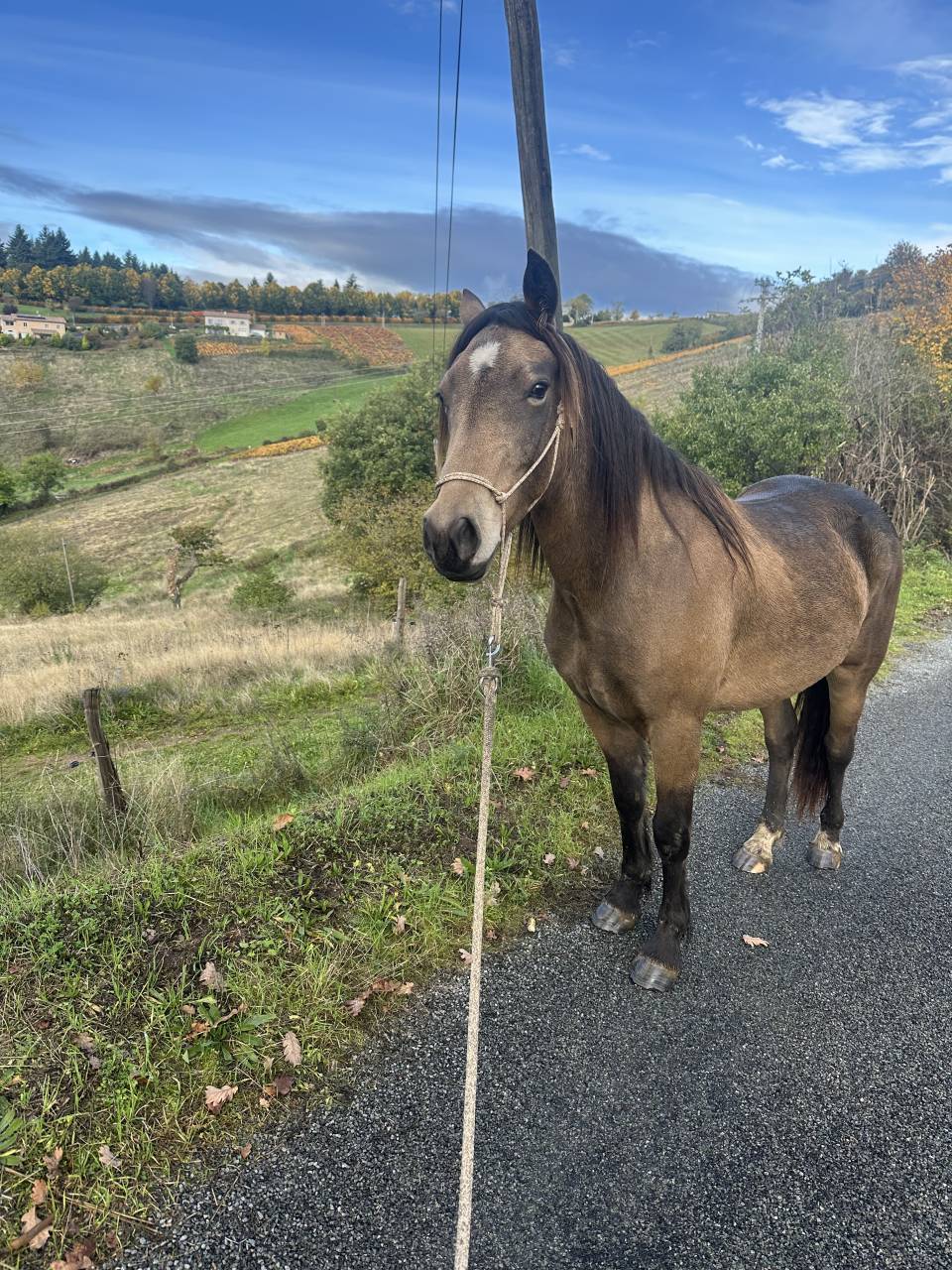 Ruin Welsh Pony (Section D), Welsh Cob  Te koop 2023 Isabel ,  Ubiwan des colines
