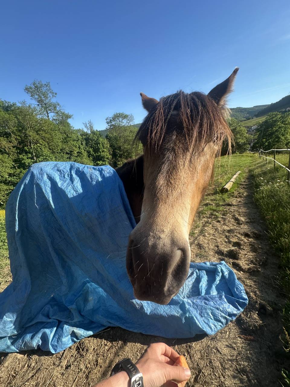 Ruin Welsh Pony (Section D), Welsh Cob  Te koop 2023 Isabel ,  Ubiwan des colines