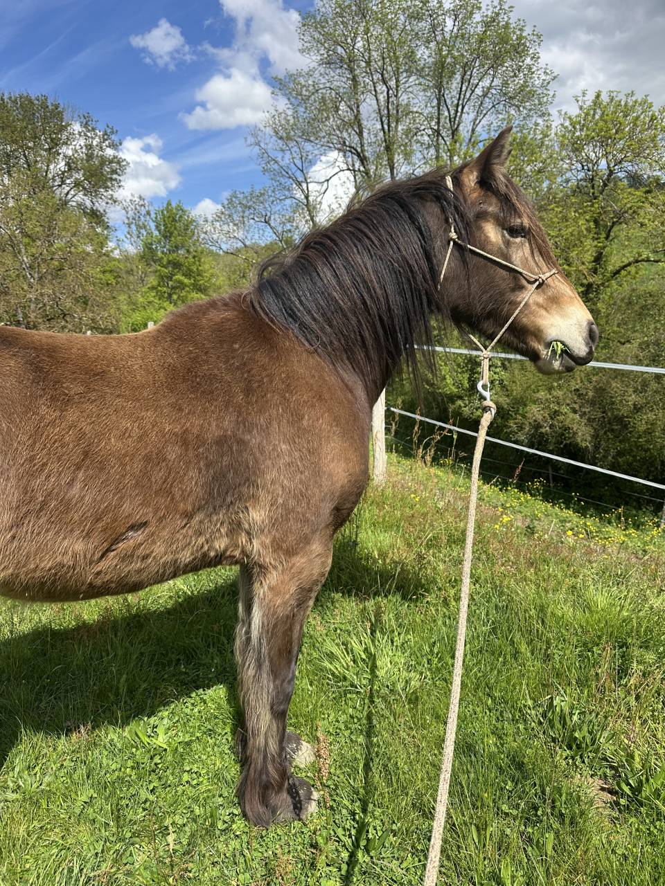 Ruin Welsh Pony (Section D), Welsh Cob  Te koop 2023 Isabel ,  Ubiwan des colines