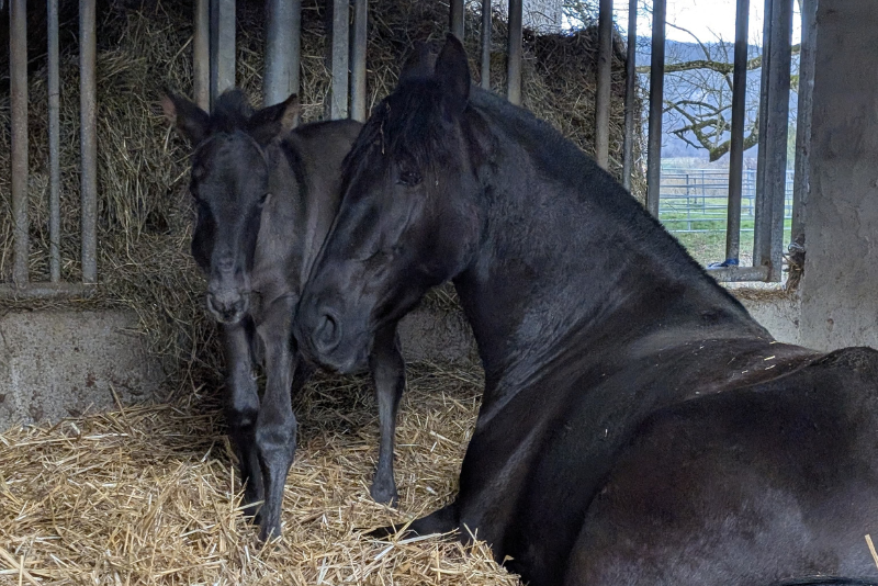 Merrie PRE Puur Ras Spaans Te koop 2022 Zwart ,  FILANTROPO