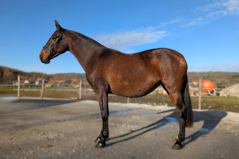 Merrie PRE Puur Ras Spaans Te koop 2021 Donker bruin / bai ,  DUQUE MP
